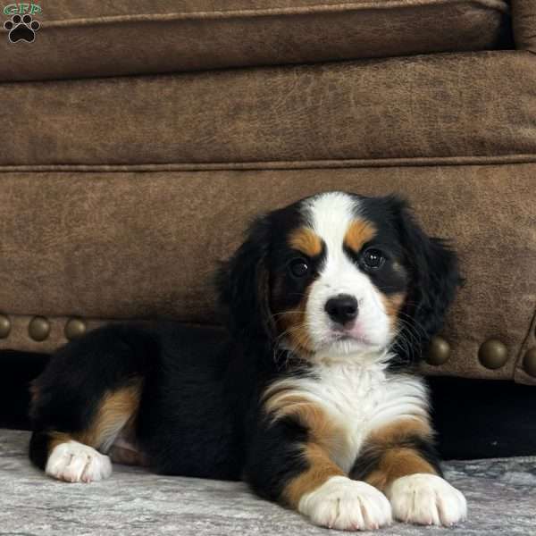 Willow, Miniature Bernese Mountain Dog Puppy