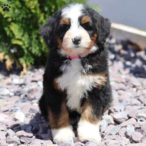 Rose, Bernedoodle Puppy
