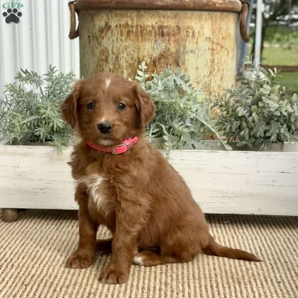 Summer, Goldendoodle Puppy