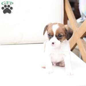 Chase, Cavalier King Charles Mix Puppy