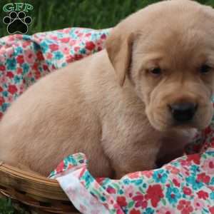 Ivy, Yellow Labrador Retriever Puppy