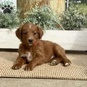 Summer, Goldendoodle Puppy