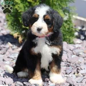 Rose, Bernedoodle Puppy
