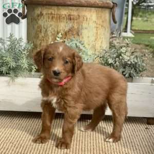 Summer, Goldendoodle Puppy