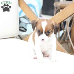 Chase, Cavalier King Charles Mix Puppy