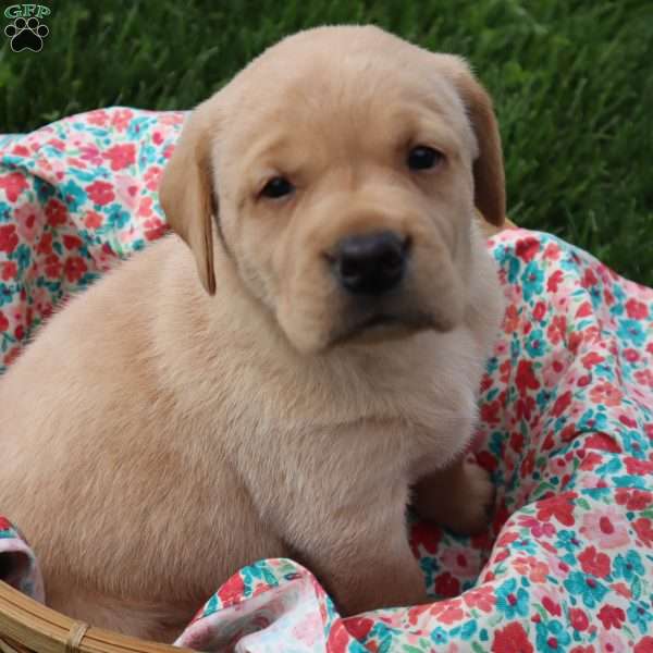 Ivy, Yellow Labrador Retriever Puppy