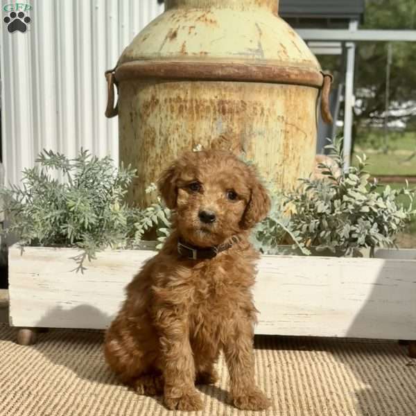 Sunshine, Goldendoodle Puppy