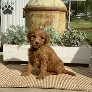 Sunshine, Goldendoodle Puppy