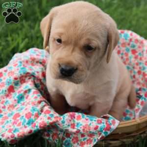 Ivy, Yellow Labrador Retriever Puppy