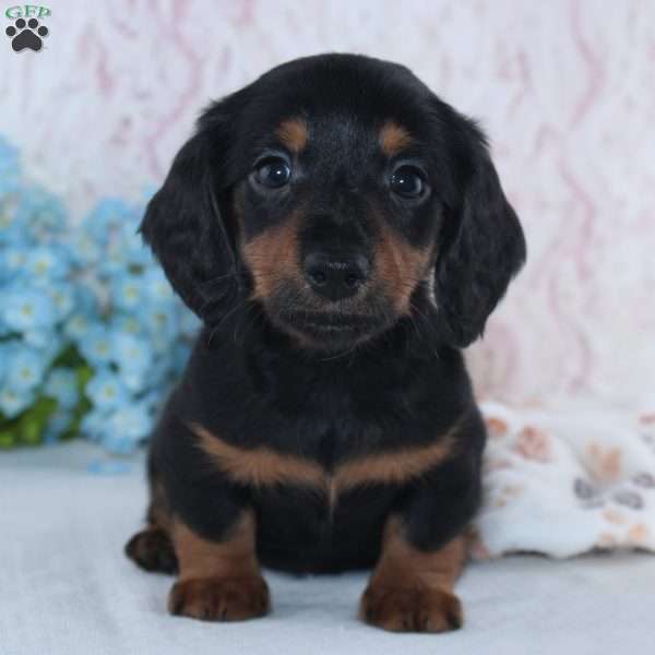 Hunter, Dachshund Puppy