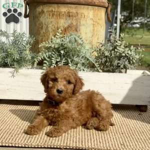 Sunshine, Goldendoodle Puppy