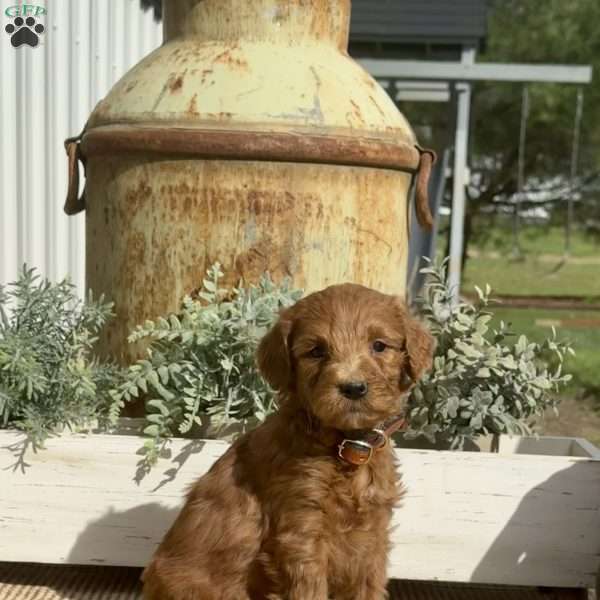 Sweetie, Goldendoodle Puppy