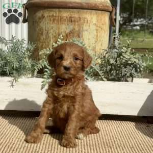 Sweetie, Goldendoodle Puppy