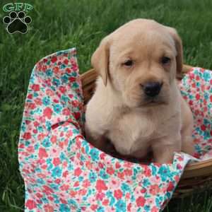 Ivy, Yellow Labrador Retriever Puppy