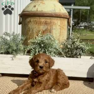 Sweetie, Goldendoodle Puppy