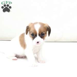 Chase, Cavalier King Charles Mix Puppy