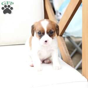 Chase, Cavalier King Charles Mix Puppy