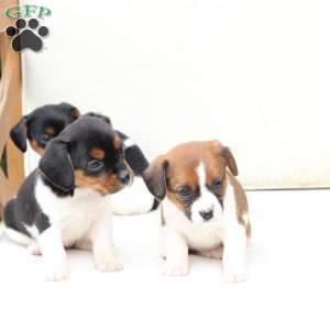 Molly, Cavalier King Charles Mix Puppy