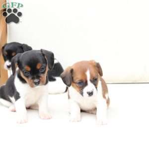 Willow, Cavalier King Charles Mix Puppy