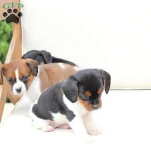 Daisy, Cavalier King Charles Mix Puppy