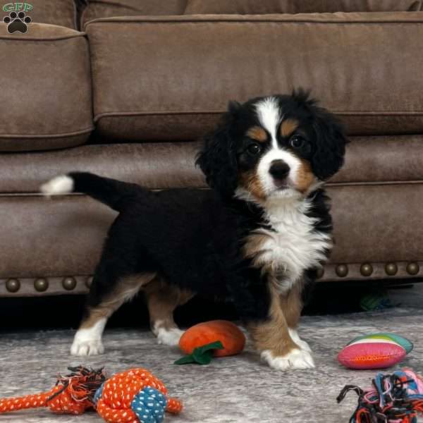Ivy, Miniature Bernese Mountain Dog Puppy