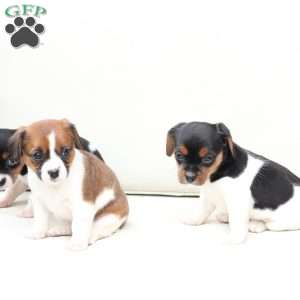 Molly, Cavalier King Charles Mix Puppy