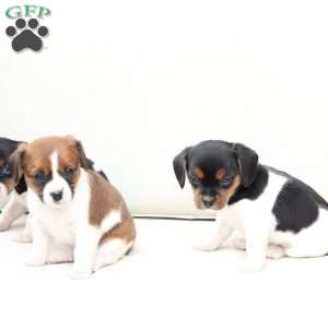 Daisy, Cavalier King Charles Mix Puppy