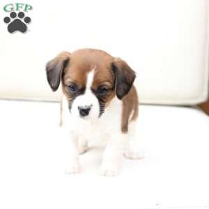 Molly, Cavalier King Charles Mix Puppy