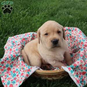 Ivy, Yellow Labrador Retriever Puppy