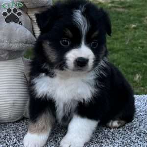 Candy, Miniature Australian Shepherd Puppy
