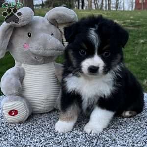 Candy, Miniature Australian Shepherd Puppy