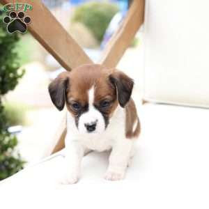 Molly, Cavalier King Charles Mix Puppy