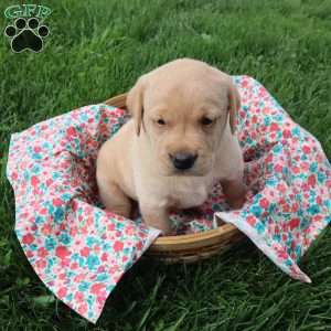Ivy, Yellow Labrador Retriever Puppy