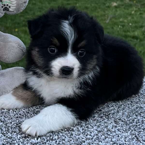 Candy, Miniature Australian Shepherd Puppy