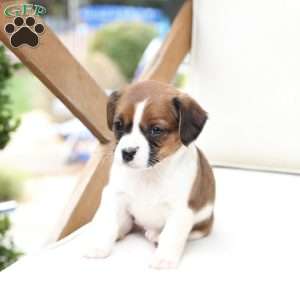 Molly, Cavalier King Charles Mix Puppy