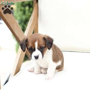 Molly, Cavalier King Charles Mix Puppy