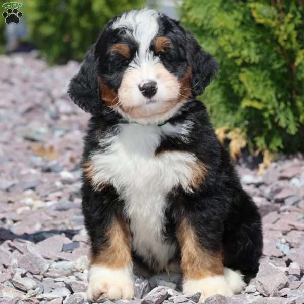 Ranger, Bernedoodle Puppy