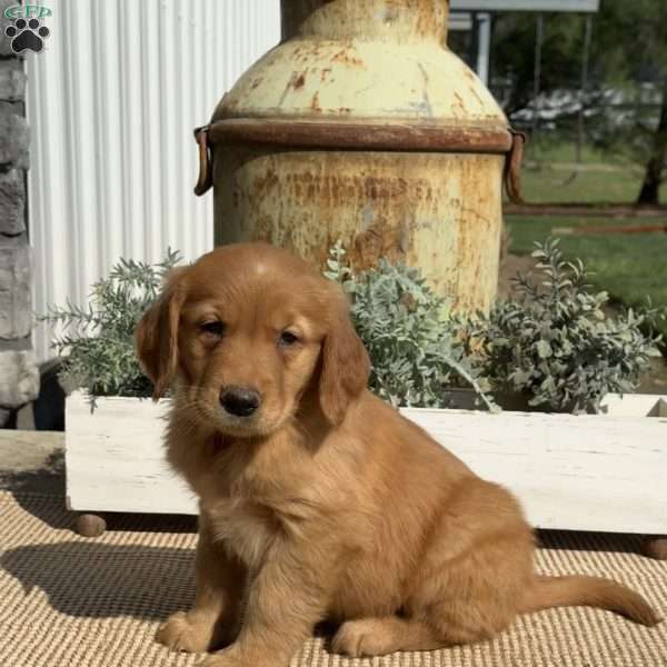 Axel, Golden Retriever Puppy
