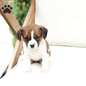 Molly, Cavalier King Charles Mix Puppy