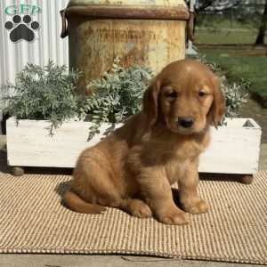 Axel, Golden Retriever Puppy