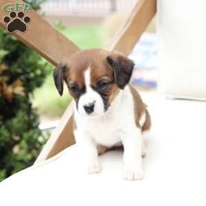 Molly, Cavalier King Charles Mix Puppy