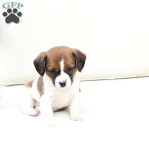 Molly, Cavalier King Charles Mix Puppy