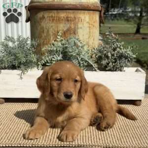 Axel, Golden Retriever Puppy