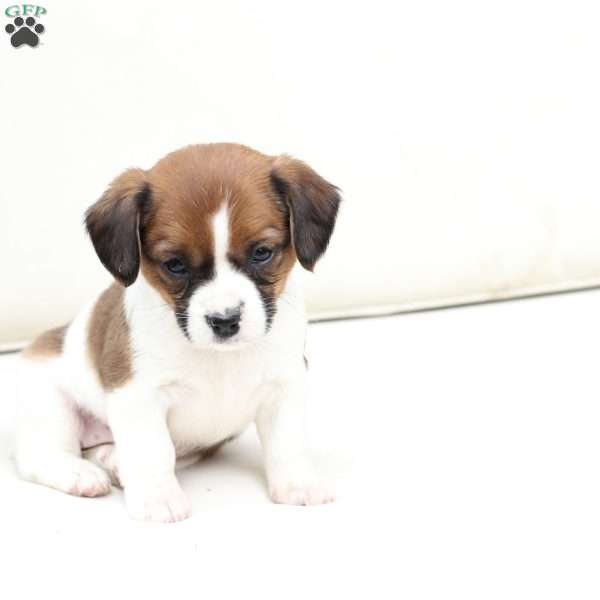 Molly, Cavalier King Charles Mix Puppy