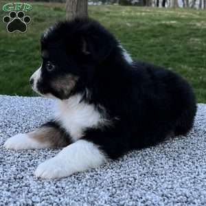 Candy, Miniature Australian Shepherd Puppy