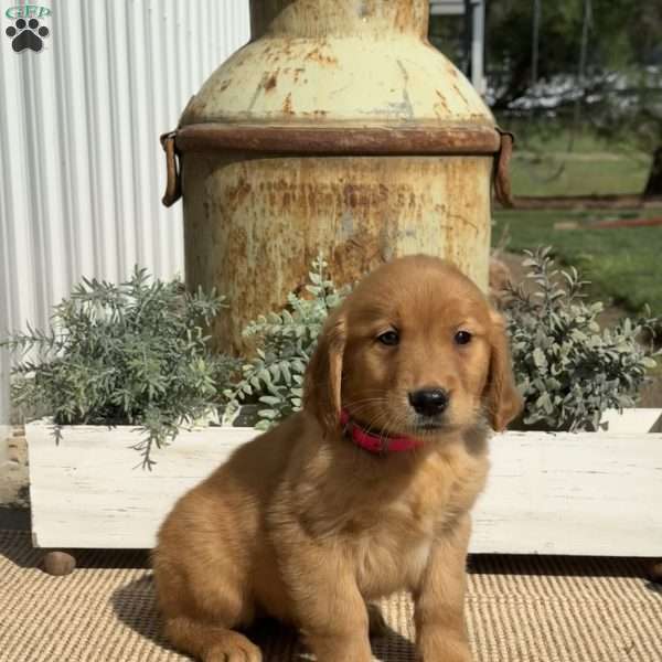 Angie, Golden Retriever Puppy