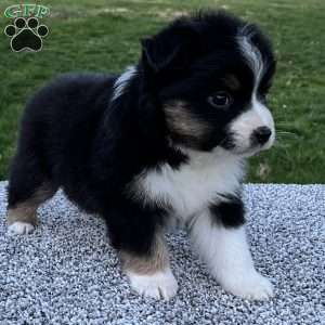 Candy, Miniature Australian Shepherd Puppy