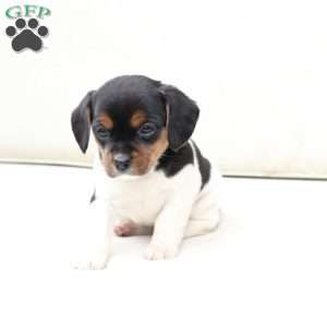 Willow, Cavalier King Charles Mix Puppy