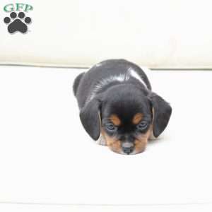 Willow, Cavalier King Charles Mix Puppy