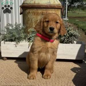 Angie, Golden Retriever Puppy
